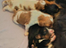 Health Tested Cavalier King Charles