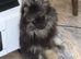 Cute as a button KC reg wolf sable Pomeranian male puppy