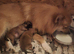 Lovingly Brought up German Spitz Puppies