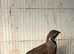 Red leg partridges