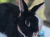 Black otter mini rex Buck looking for new hutch