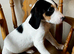 Beagle x lab