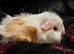 Beautiful female guineapigs for sale