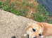 Husky cross Cane Corso