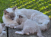 Female ragdoll