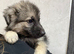 Reduced to sell kc reg long coat German shepherd pups