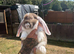 Giant French lops