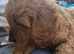 F1 Cavapoo 1st Generation