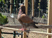 Free 20 pigeons