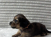 Beautiful Long-Haired Miniature Dachshund Puppies