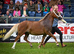 Arad Vienna- Registered Welsh Section A