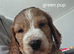 Show cocker spaniel