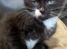 Adorable litter 4 boy kitten n 1 girl