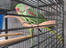 Bonded Breeding Pair Alexandrines