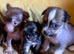 Chinese crested x chihuahua puppies
