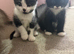 Kittens