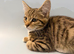 Cute kittens are looking for a new home.