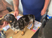 Miniature dachshund puppy