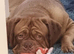 Dogue De Bordeaux Puppies