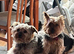Purebred Yorkshire Terrier (Yorkie) puppies