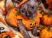 STUNNING CANADIAN SPHYNX KITTENS