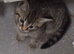 4 female BSH tabby kittens