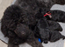 For Sale. Recently updated. Super small boy. 1 Small Boy Toy Poodle left absolutely gorgeous.