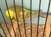 Budgies for sale  ready for breeding