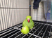Indian Ringneck