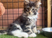 Maine Coon XXL Kitten – Black Silver Tabby & White Boy – TICA Registered