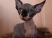 Beautiful sphynx kittens for sale