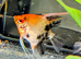 Red Devil Angelfish £16 each