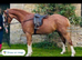 Stunning gelding