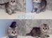 Stunning Pure Persian Kittens – Simba & Kovu