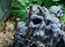 Mountain horned dragon young, CB26.