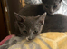 3 Russian blue kittens for sale