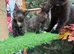 1 FLUFFY TORTIE FEMALE KITTEN LEFT