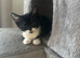 Lovely kitten boy