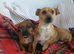Dachshund X Jack Russell puppies