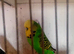 6 male budgies for sale