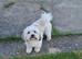 Adult Lhasa Apso boy KC registered