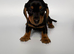 2 gorgeous miniature dachshund puppies