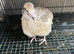 Jumbo quails