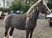 14'2 Silver dapple mare
