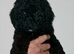 3/4 Poodle Puppies