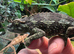 Pair of Jackson xantholophus chameleons