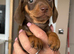 Mini dachshund puppy