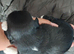 5 Imperial Puppies