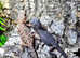 Selection of Bearded Dragons at Birmingham Reptiles