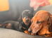 Beautiful black & tan female msh dachshund